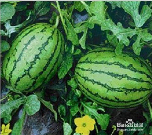 吃瓜网有哪些,热门话题背后的真相与趣味