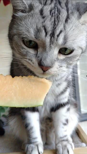 网瓜猫可以吃吗,揭秘这种神秘生物是否可食用