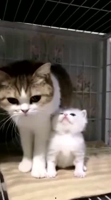 娱乐吃瓜酱猫妈妈